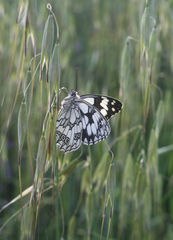 Melanargia lucasi