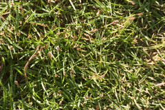 Zoysia pacifica