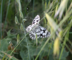 Melanargia lucasi
