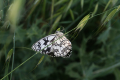 Melanargia lucasi