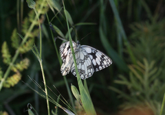 Melanargia lucasi