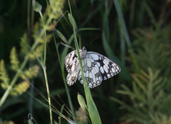 Melanargia lucasi