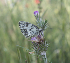 Melanargia lucasi