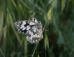 Melanargia lucasi