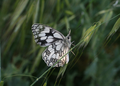 Melanargia lucasi