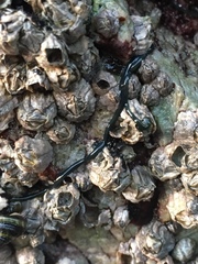Emplectonema gracile