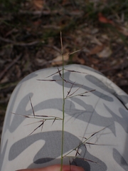 Aristida vagans