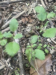 Jovellana sinclairii