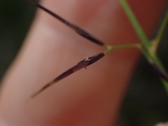Aristida vagans