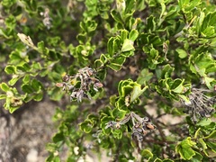Pomaderris obcordata