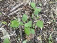 Jovellana sinclairii