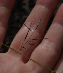 Aristida vagans