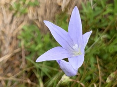 Wahlenbergia ceracea