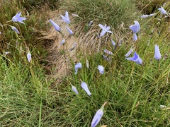 Wahlenbergia ceracea