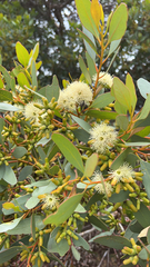 Eucalyptus utilis