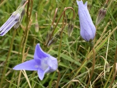 Wahlenbergia ceracea