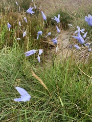 Wahlenbergia ceracea