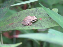 Pseudacris hypochondriaca