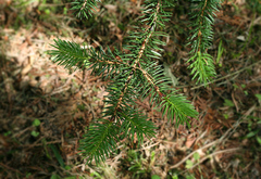 Picea polita
