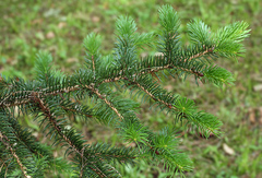 Picea polita