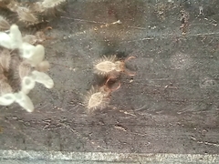 Nymphes