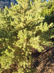 Aspalathus chenopoda