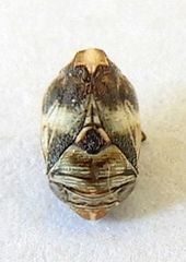 Clastoptera arizonana