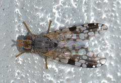 Tephritis angustipennis