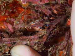 Stiliger aureomarginatus