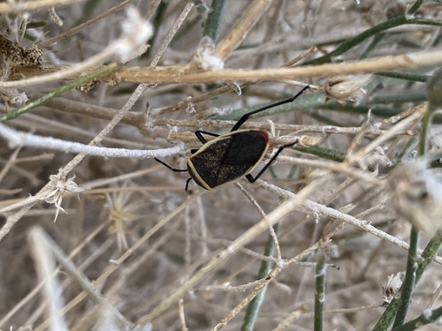 iNaturalist observation photo of California Bordered Plant Bug