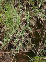 Zoysia matrella