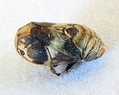 Clastoptera arizonana