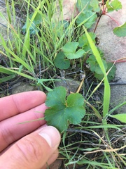 Pelargonium grossularioides