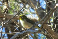 Zosterops lateralis chloronotus