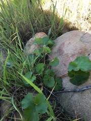 Pelargonium grossularioides