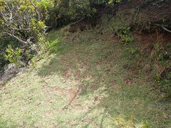 Zoysia matrella