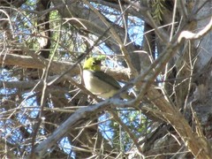 Zosterops lateralis chloronotus