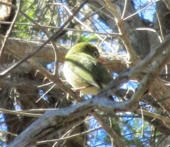 Zosterops lateralis chloronotus