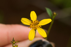 Bidens sandvicensis