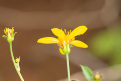 Bidens sandvicensis