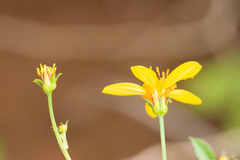 Bidens sandvicensis