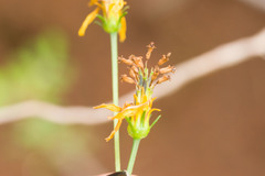 Bidens sandvicensis