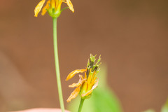 Bidens sandvicensis