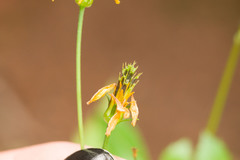 Bidens sandvicensis