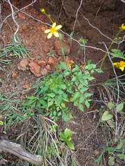 Bidens sandvicensis