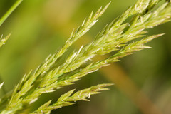 Eragrostis variabilis
