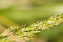 Eragrostis variabilis
