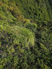 Eragrostis variabilis