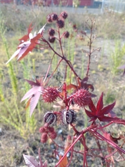 Ricinus communis