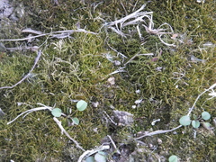 Amblystegium